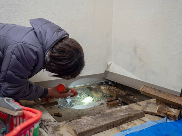 Best Dehumidification Services  in Pine City, MN