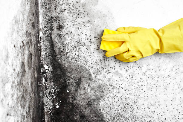 Best Asbestos and Lead Testing During Mold Inspection  in Pine City, MN