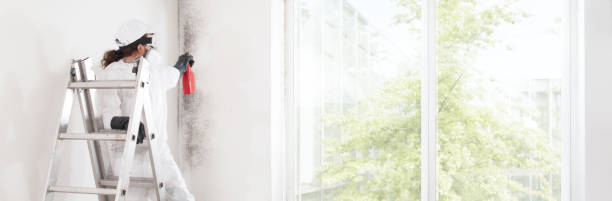 Best Mold Documentation for Insurance Claims  in Pine City, MN